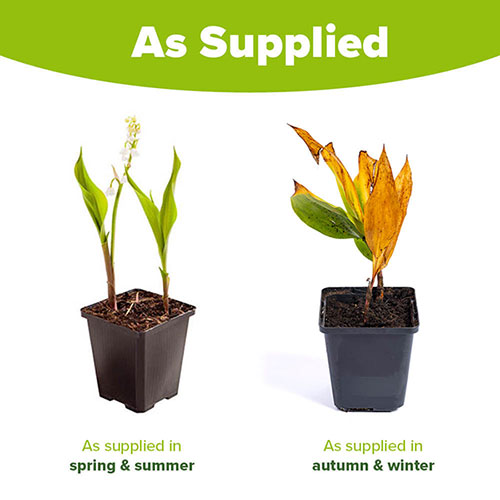 Lily of the Valley, Convallaria majalis Perennial Plant in 9cm Pot Lily of the Valley, Convallaria majalis Perennial Plant in 9cm Pot