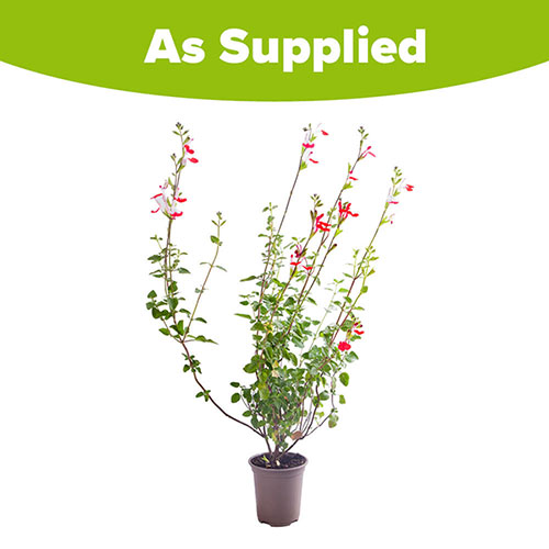 Salvia Hot Lips
