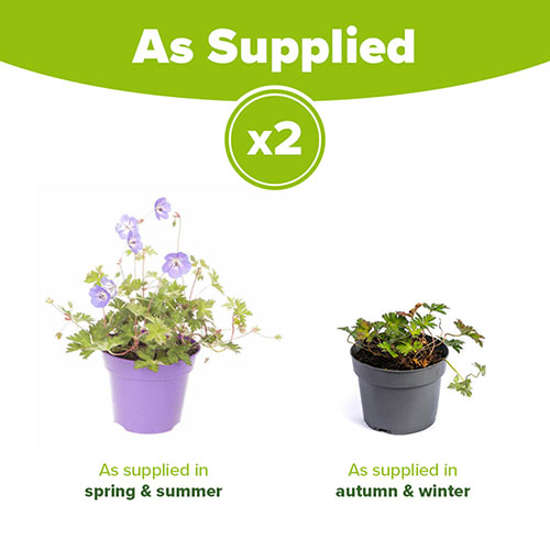Hardy Geranium Rozanne Hardy Geranium Rozanne
