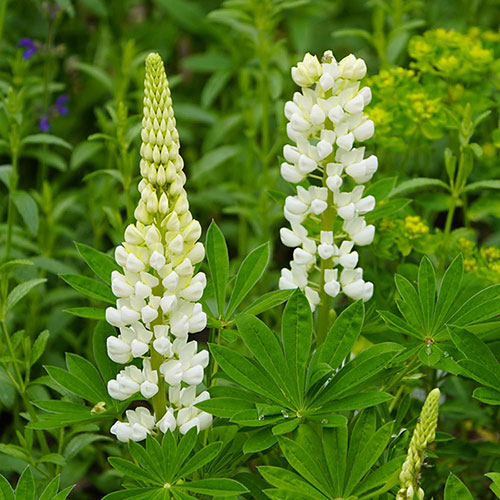 Lupin Gallery White