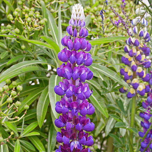 Lupin Gallery Blue