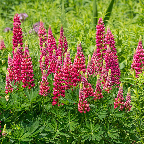 Lupin Gallery Red