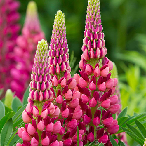 Lupin Gallery Red