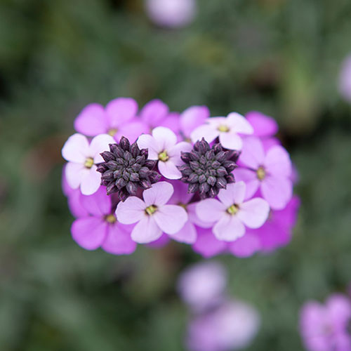Wallflower Erysimum Bowles Mauve Wallflower Erysimum Bowles Mauve