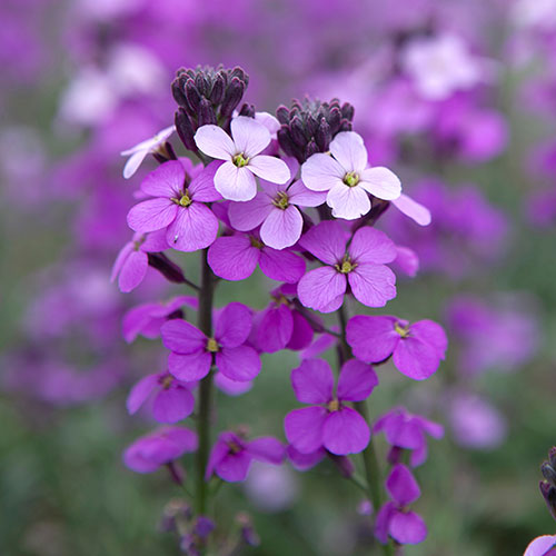 Wallflower Erysimum Bowles Mauve Wallflower Erysimum Bowles Mauve