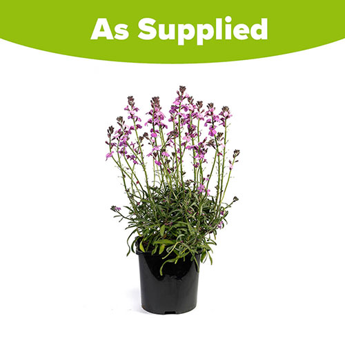 Wallflower Erysimum Bowles Mauve Wallflower Erysimum Bowles Mauve