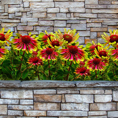 Echinacea Green Twister Echinacea Green Twister