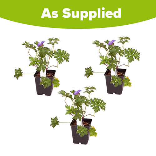 Geranium himalayense Plenum Geranium himalayense Plenum