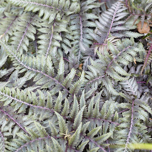Athyrium niponicum Ursulas Red