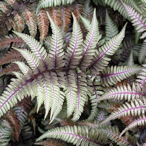 Athyrium niponicum Ursulas Red Athyrium niponicum Ursulas Red