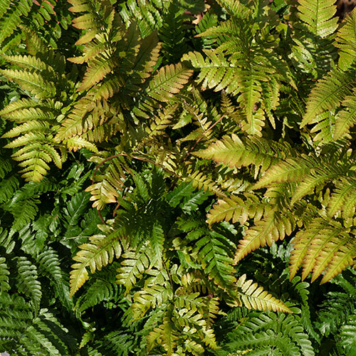 Dryopteris erythrosora Buckler Fern Dryopteris erythrosora Buckler Fern