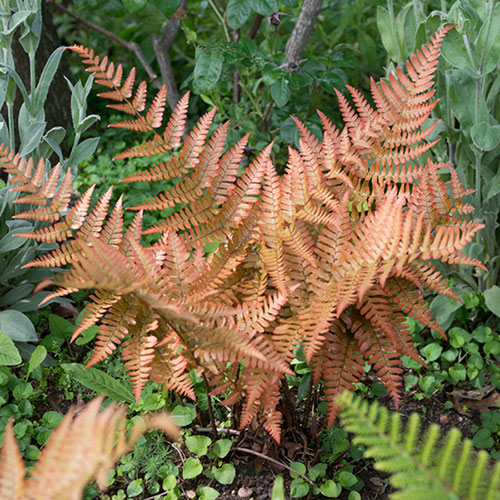 Dryopteris erythrosora Buckler Fern Dryopteris erythrosora Buckler Fern
