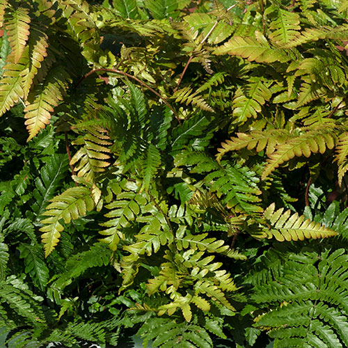 Dryopteris erythrosora Buckler Fern Dryopteris erythrosora Buckler Fern
