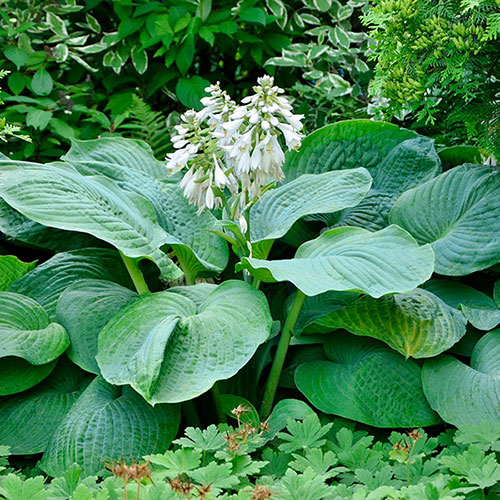 Hosta Blue Angel
