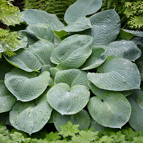 Hosta Blue Angel