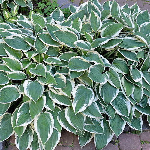 Hosta Patriot