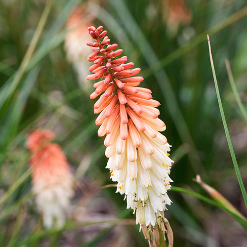 Red Hot Poker Kniphofia Orange Vanilla Popsicle Red Hot Poker Kniphofia Orange Vanilla Popsicle