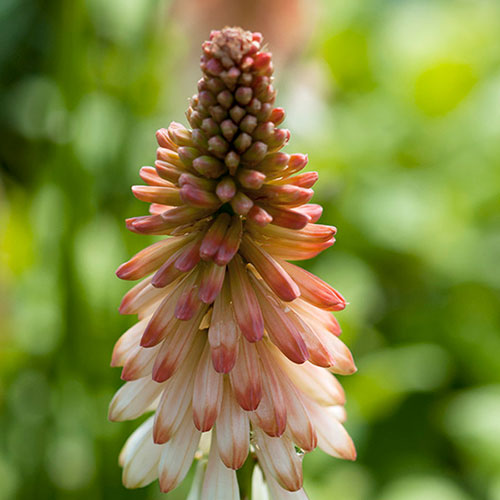 Red Hot Poker Kniphofia Orange Vanilla Popsicle Red Hot Poker Kniphofia Orange Vanilla Popsicle