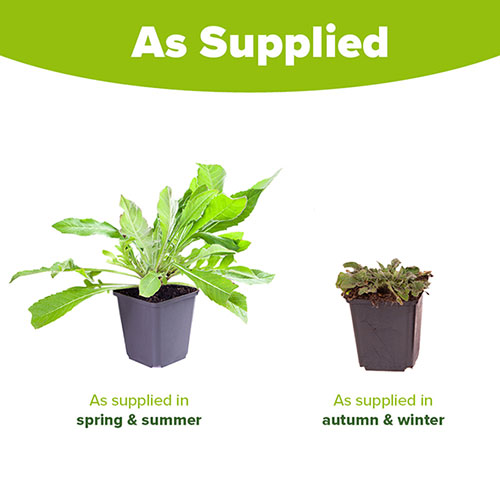 Knautia macedonica Melton Pastels Knautia macedonica Melton Pastels