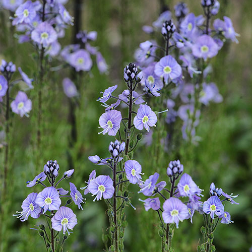 Gentian Speedwell Veronica gentianoides