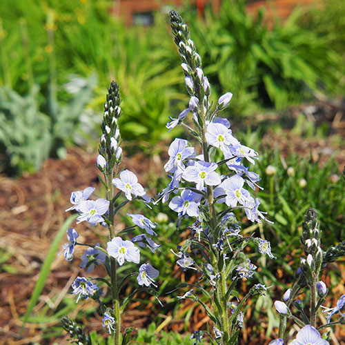 Gentian Speedwell Veronica gentianoides