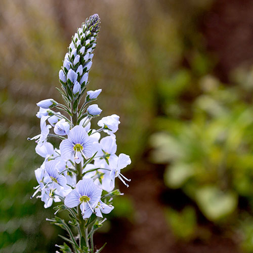Gentian Speedwell Veronica gentianoides