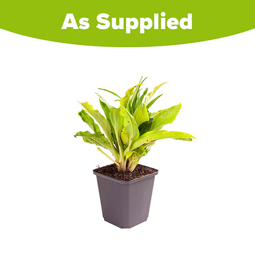 Gentian Speedwell Veronica gentianoides