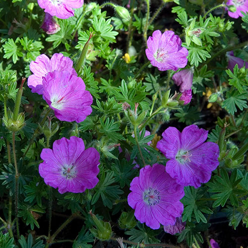 Hardy Geranium Tiny Monster Cranesbill Hardy Geranium Tiny Monster Cranesbill