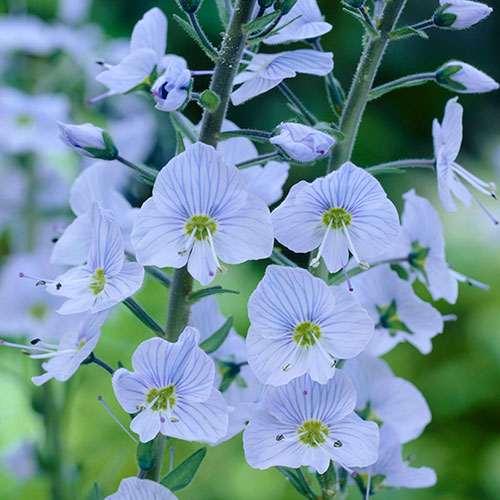 Gentian Speedwell Veronica gentianoides