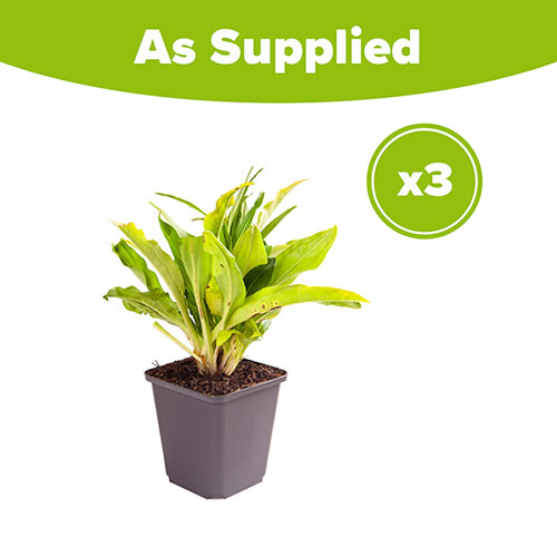 Gentian Speedwell Veronica gentianoides