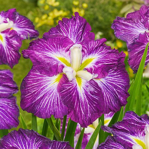 Dinner Plate Iris Ensata Jell O YouGarden