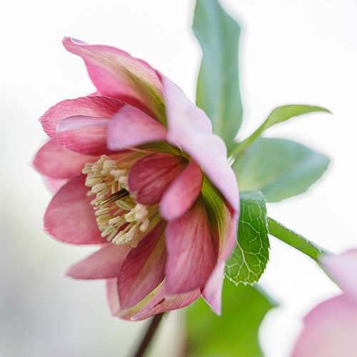 Hellebore Double Waterlily Hellebore Double Waterlily