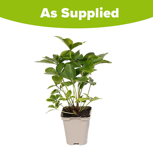 Hellebore Double Waterlily Hellebore Double Waterlily