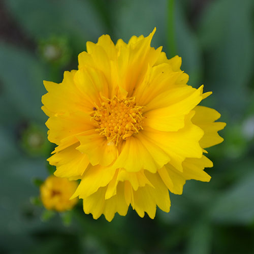 Coreopsis Early Sunrise Coreopsis Early Sunrise