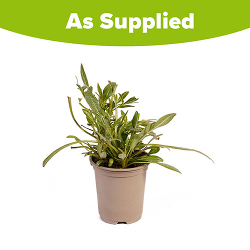 Coreopsis Early Sunrise Coreopsis Early Sunrise