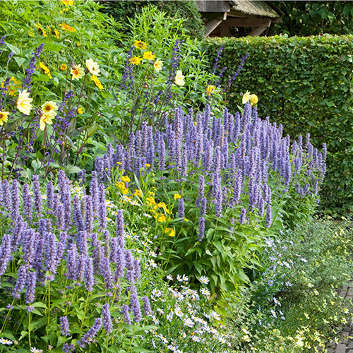 Agastache Blue Fortune