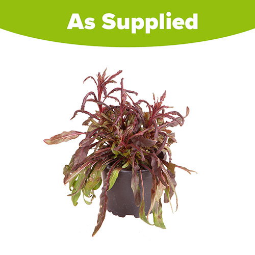 Gaura lindheimeri Siskiyou Pink