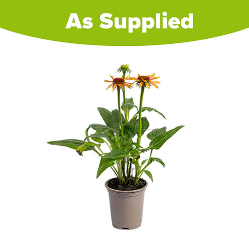 Echinacea Hybrida Papallo Orange