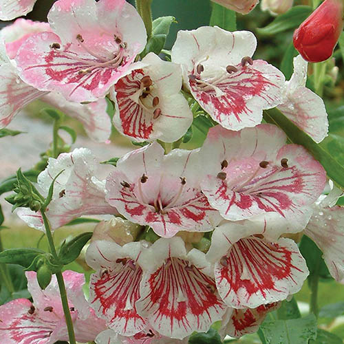 Penstemon Strawberries & Cream