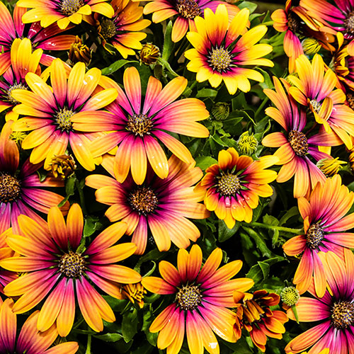 Osteospurmum Purple Sun Osteospurmum Purple Sun