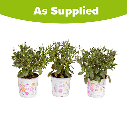 Osteospurmum Purple Sun Osteospurmum Purple Sun