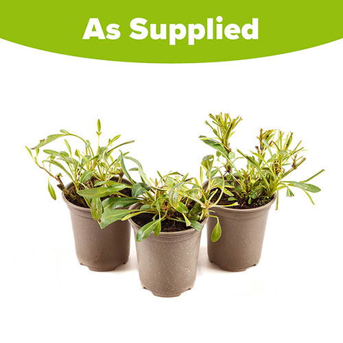 Coreopsis Early Sunrise Coreopsis Early Sunrise