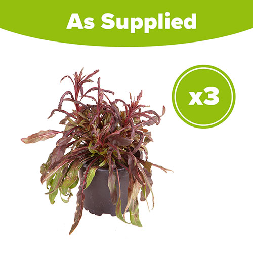 Gaura lindheimeri Siskiyou Pink Gaura lindheimeri Siskiyou Pink