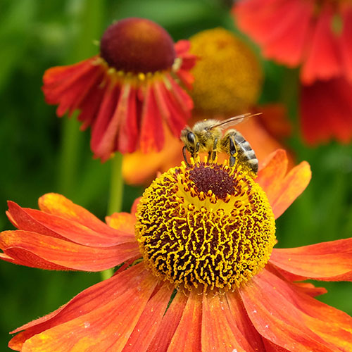 Helenium Moerheim Beauty Helenium Moerheim Beauty