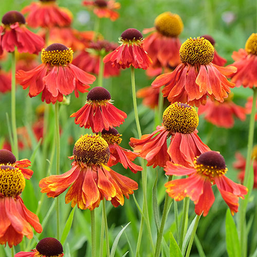Helenium Moerheim Beauty Helenium Moerheim Beauty