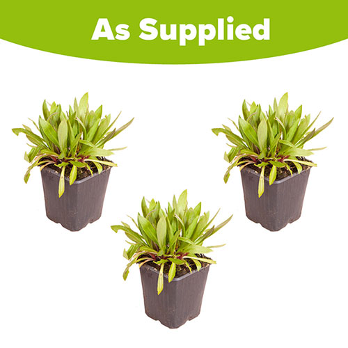 Helenium Moerheim Beauty Helenium Moerheim Beauty