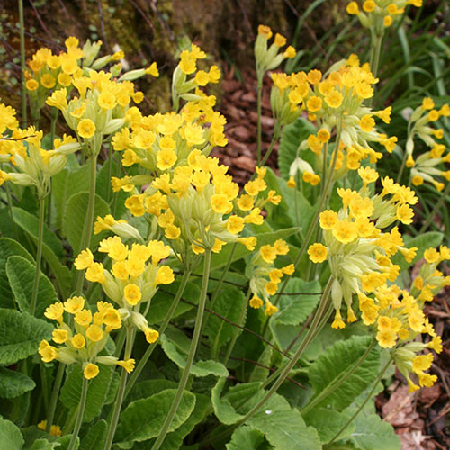 Primula veris - Cowslip