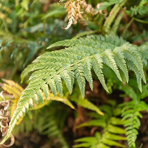 Korean Rock Fern Korean Rock Fern