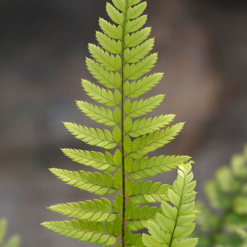 Korean Rock Fern Korean Rock Fern