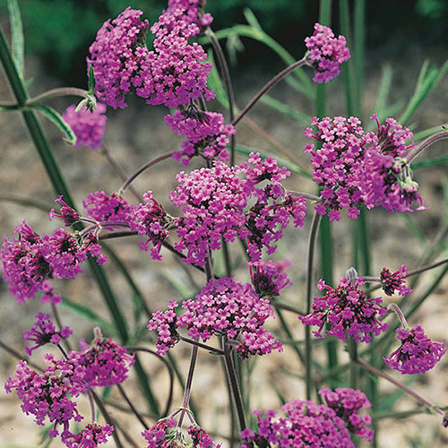 Verbena bonariensis Verbena bonariensis